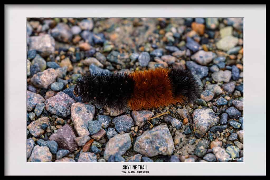 Der Skyline Trail – Dramatische Wanderung, wo der Himmel auf das Meer trifft