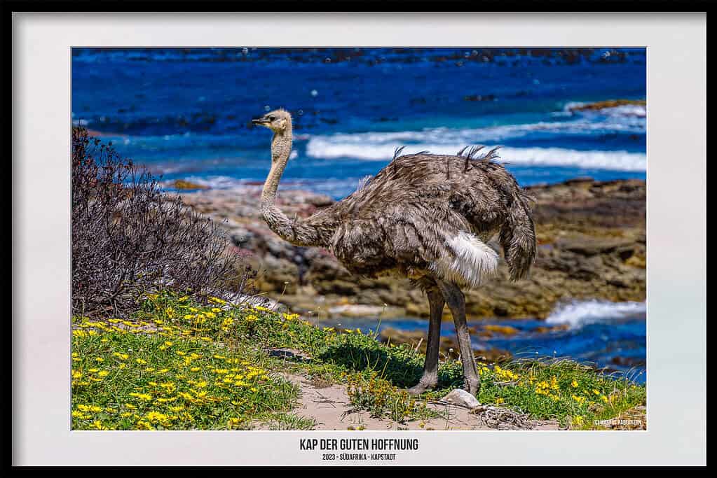 Das Kap der Guten Hoffnung – Naturreservat am südwestlichsten Punkt Afrikas