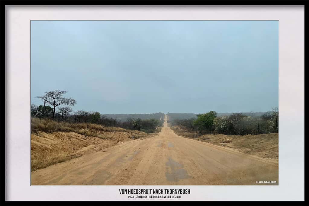 Thornybush Game Reserve – Traumhafter Aufenthalt im Greater Kruger National Park