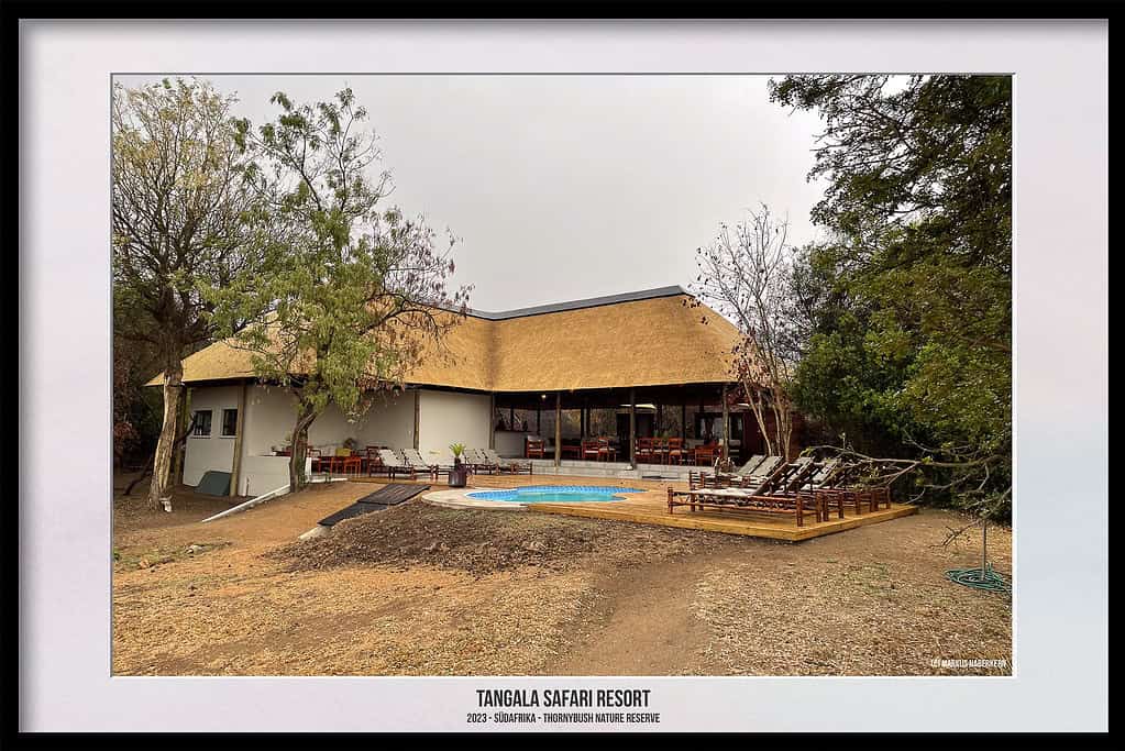 Thornybush Game Reserve – Traumhafter Aufenthalt im Greater Kruger National Park