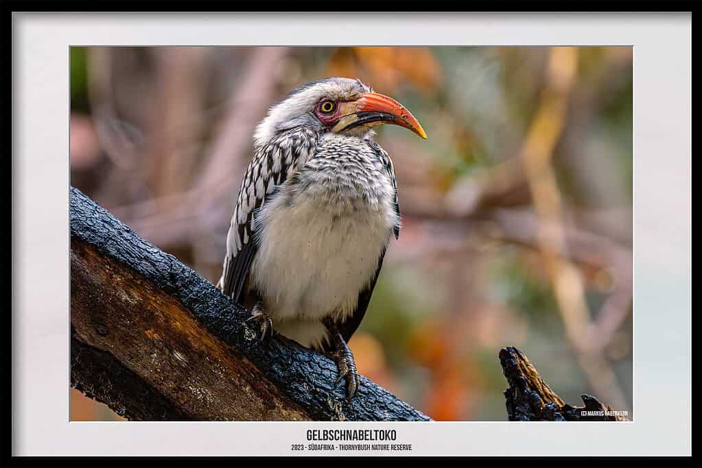 Thornybush Game Reserve – Traumhafter Aufenthalt im Greater Kruger National Park