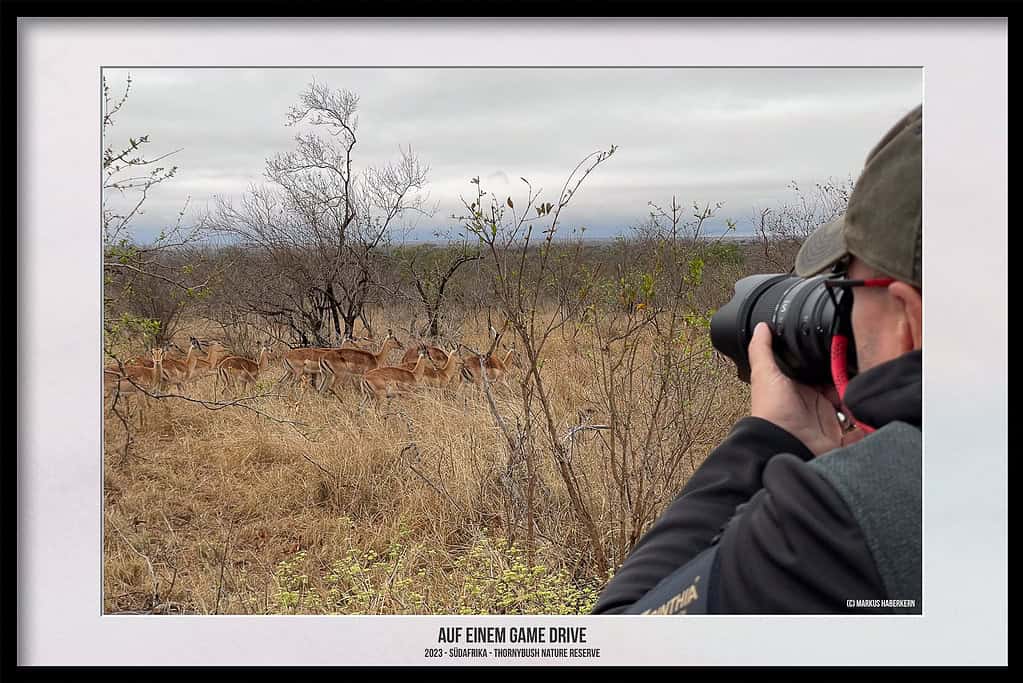 Thornybush Game Reserve – Traumhafter Aufenthalt im Greater Kruger National Park