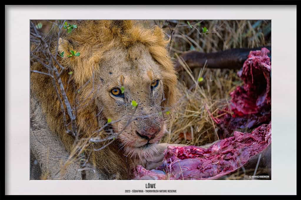 Thornybush Game Reserve – Traumhafter Aufenthalt im Greater Kruger National Park