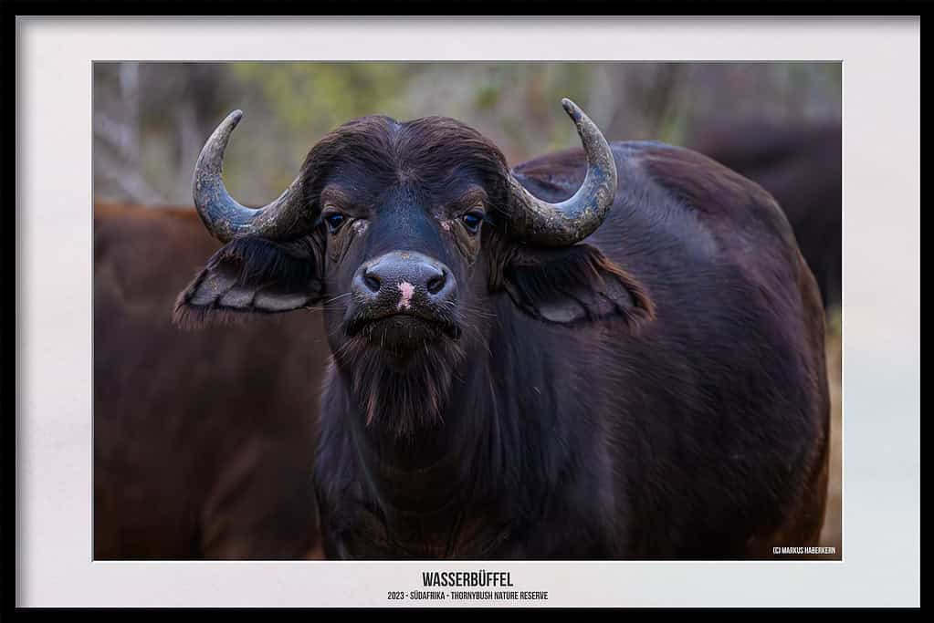 Thornybush Game Reserve – Traumhafter Aufenthalt im Greater Kruger National Park