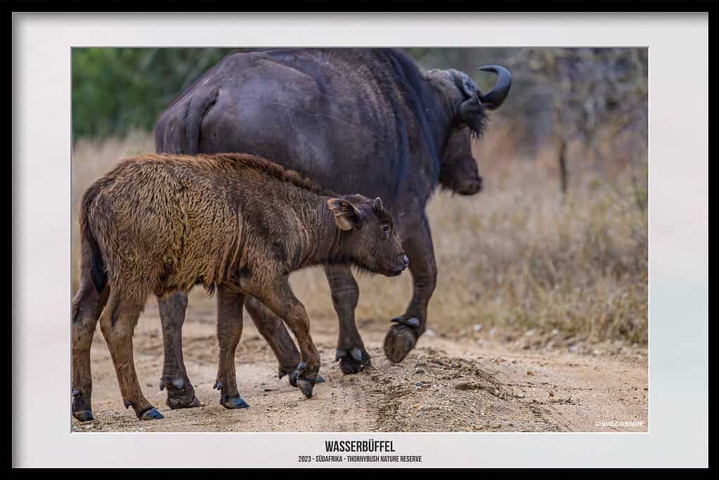 Thornybush Game Reserve – Traumhafter Aufenthalt im Greater Kruger National Park