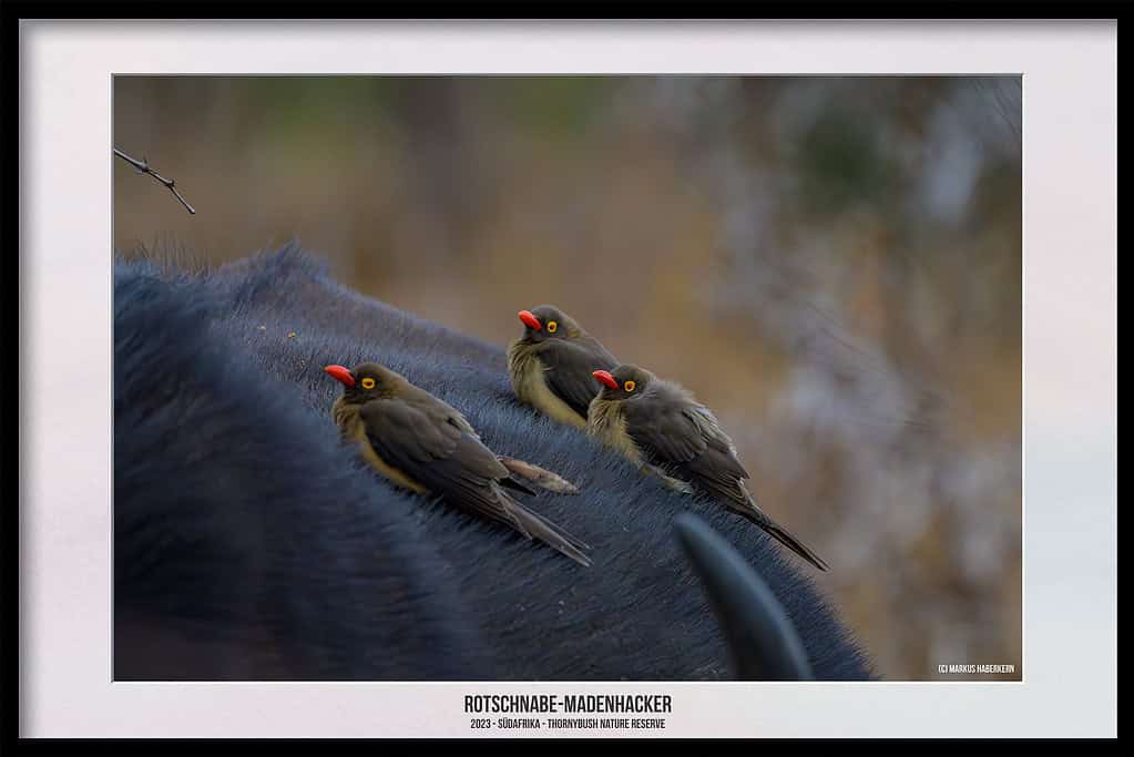 Thornybush Game Reserve – Traumhafter Aufenthalt im Greater Kruger National Park