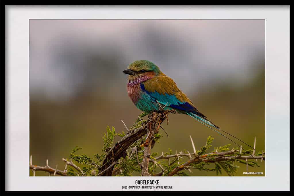 Thornybush Game Reserve – Traumhafter Aufenthalt im Greater Kruger National Park