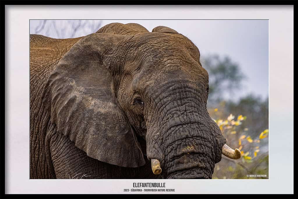 Thornybush Game Reserve – Traumhafter Aufenthalt im Greater Kruger National Park