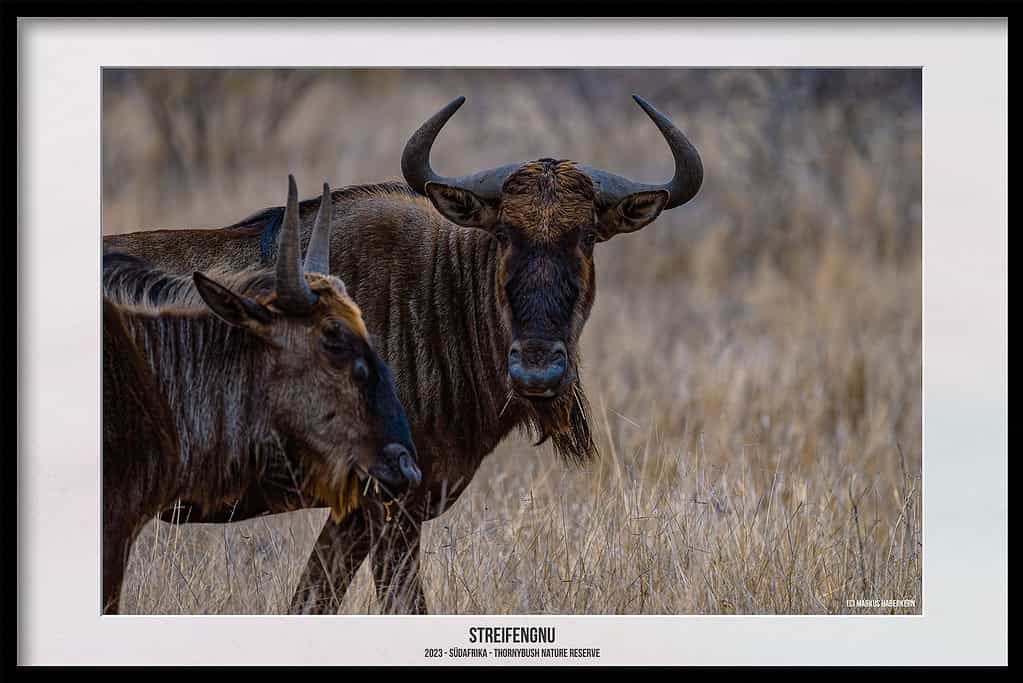 Thornybush Game Reserve – Traumhafter Aufenthalt im Greater Kruger National Park