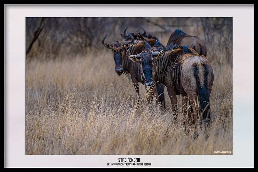 Thornybush Game Reserve – Traumhafter Aufenthalt im Greater Kruger National Park
