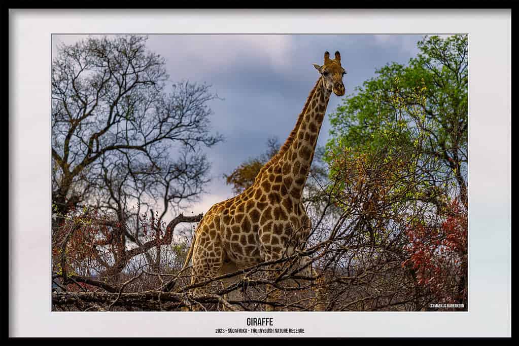Thornybush Game Reserve – Traumhafter Aufenthalt im Greater Kruger National Park