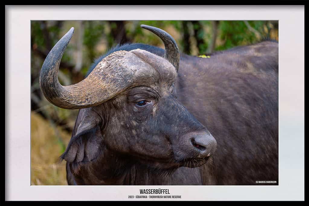 Thornybush Game Reserve – Traumhafter Aufenthalt im Greater Kruger National Park