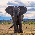 Thornybush Game Reserve – Traumhafter Aufenthalt im Greater Kruger National Park