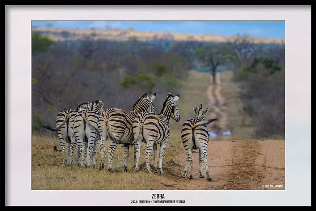 Thornybush Game Reserve – Traumhafter Aufenthalt im Greater Kruger National Park