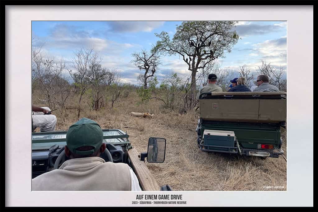 Thornybush Game Reserve – Traumhafter Aufenthalt im Greater Kruger National Park