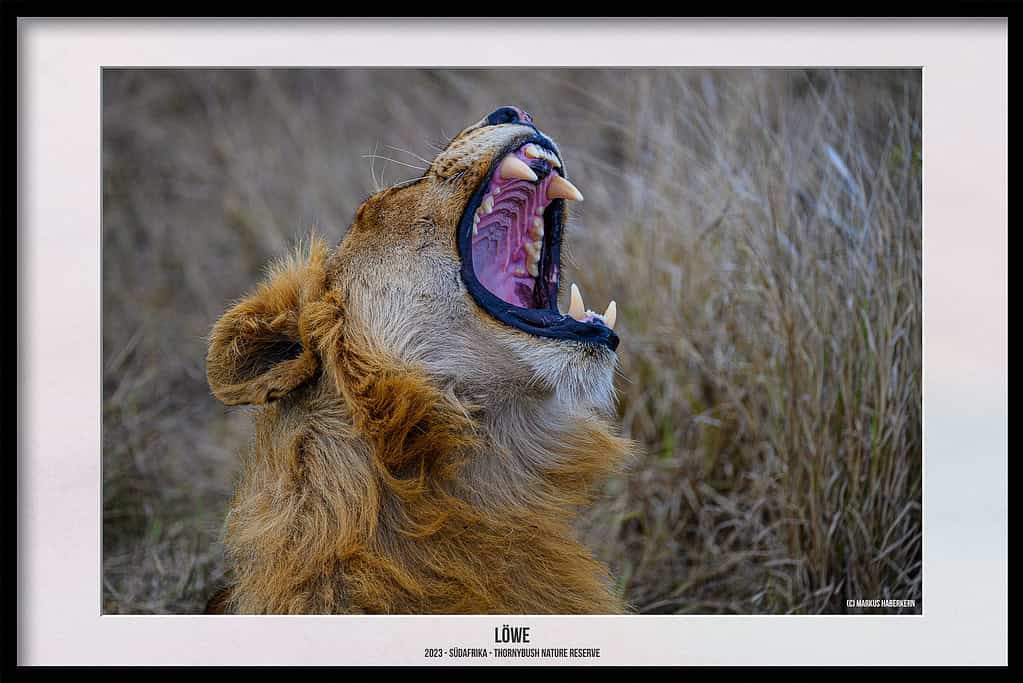 Thornybush Game Reserve – Traumhafter Aufenthalt im Greater Kruger National Park