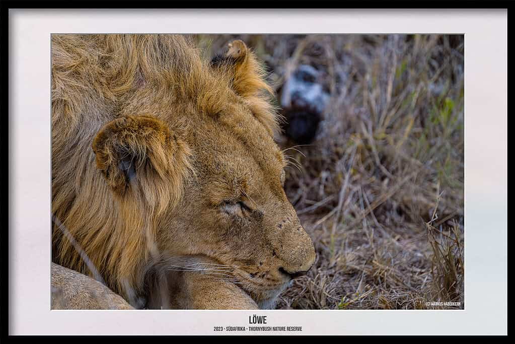 Thornybush Game Reserve – Traumhafter Aufenthalt im Greater Kruger National Park