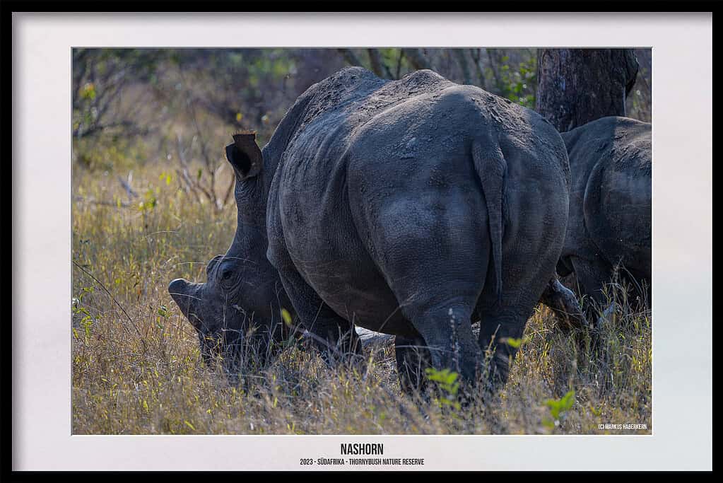 Thornybush Game Reserve – Traumhafter Aufenthalt im Greater Kruger National Park