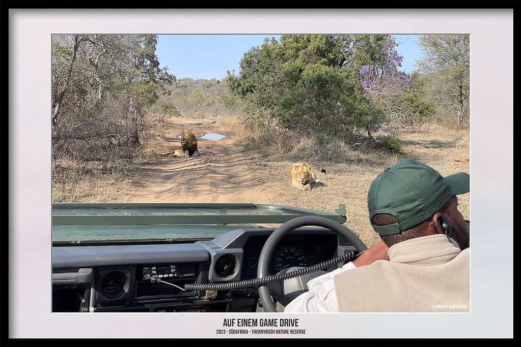 Thornybush Game Reserve – Traumhafter Aufenthalt im Greater Kruger National Park