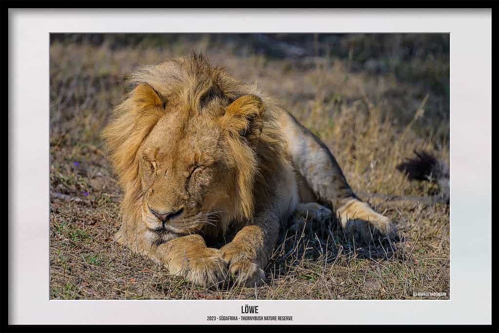Thornybush Game Reserve – Traumhafter Aufenthalt im Greater Kruger National Park