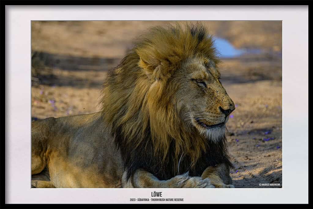 Thornybush Game Reserve – Traumhafter Aufenthalt im Greater Kruger National Park