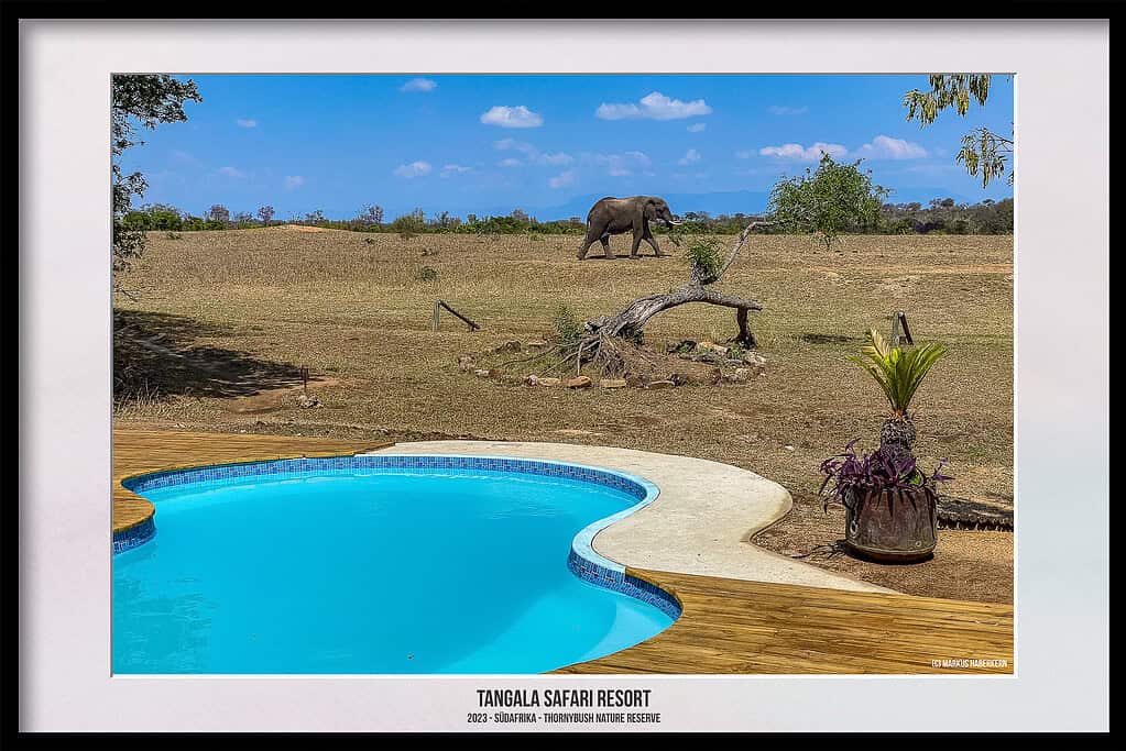 Thornybush Game Reserve – Traumhafter Aufenthalt im Greater Kruger National Park