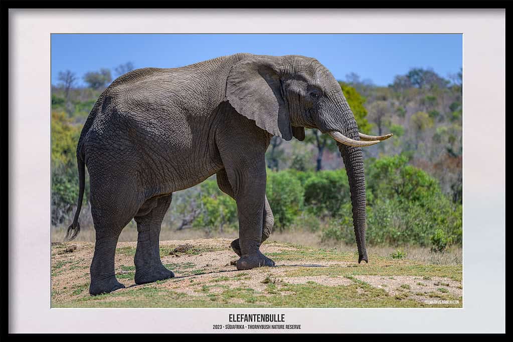 Thornybush Game Reserve – Traumhafter Aufenthalt im Greater Kruger National Park